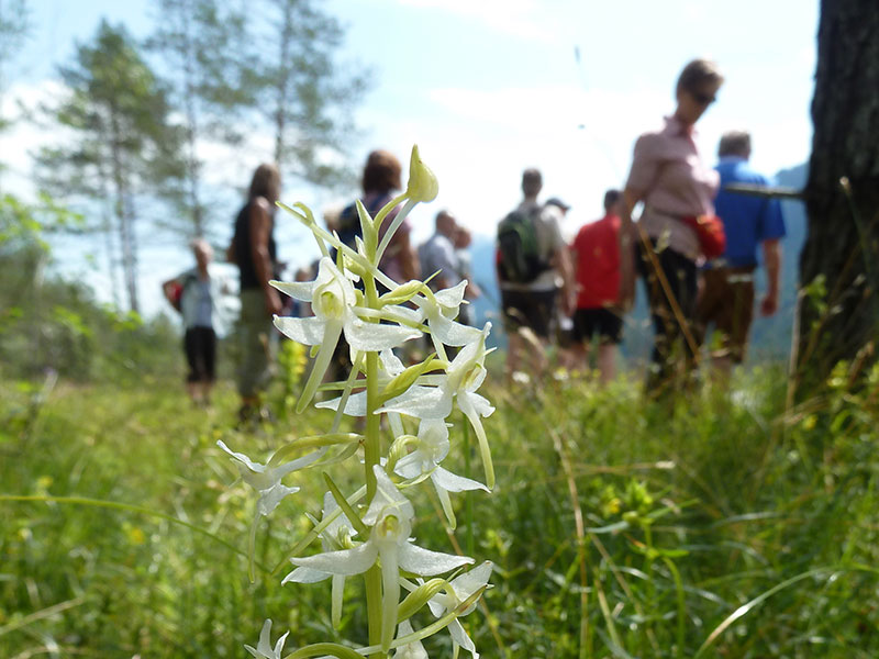 Auwald in Weißenbach - Orchideenexkursion