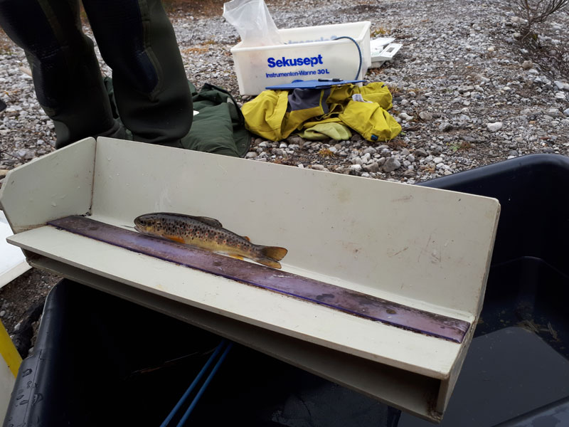 Monitoring Kleinfische