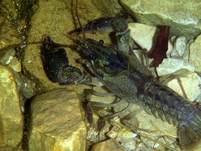 Dohlenkrebs