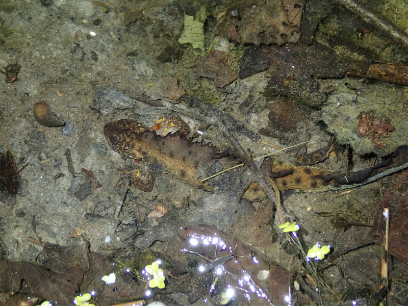 Kammmolch
