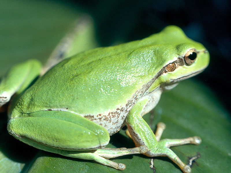 Laubfrosch