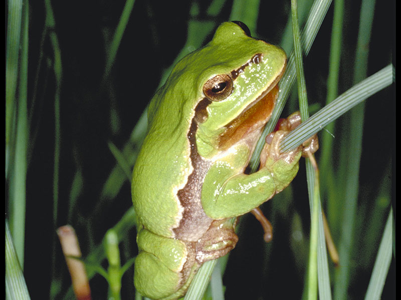 Laubfrosch