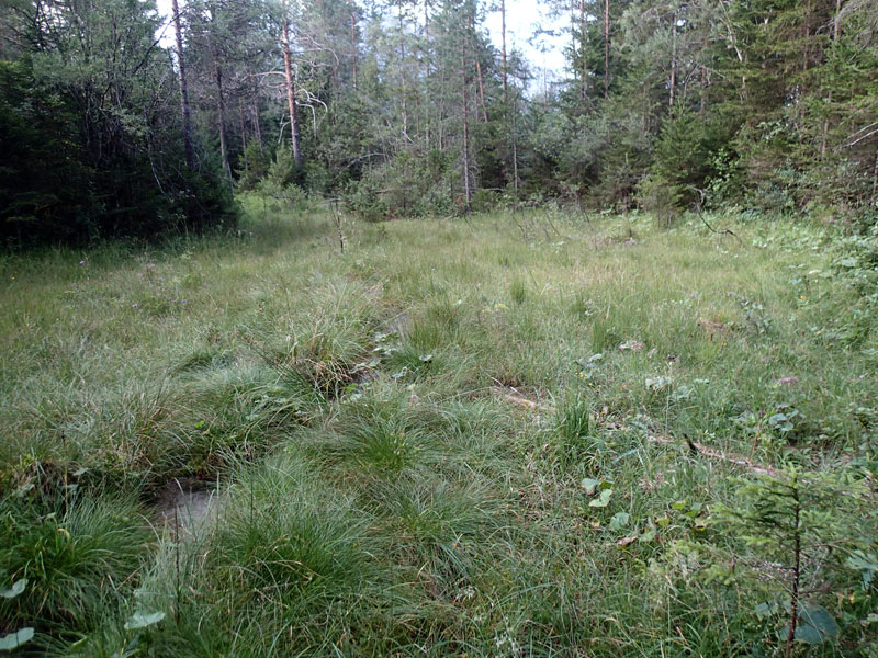 Kalkreiche Niedermoore