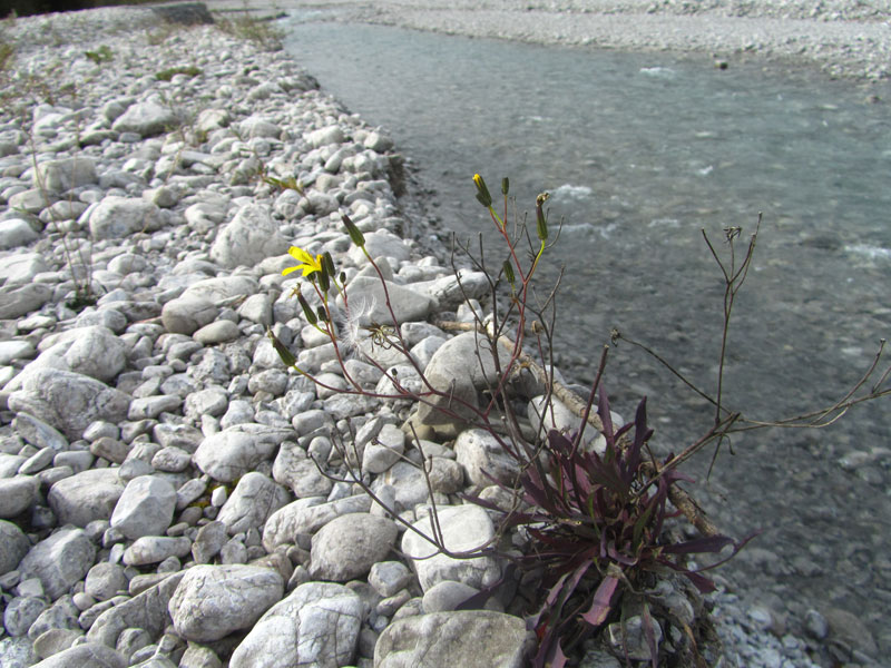 Alpine Flüsse mit krautiger Ufervegetation