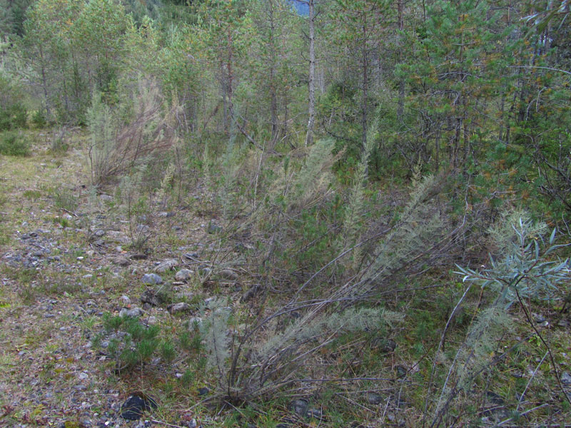 Alpine Flüsse mit Uferhölzen von Myricaria germanica
