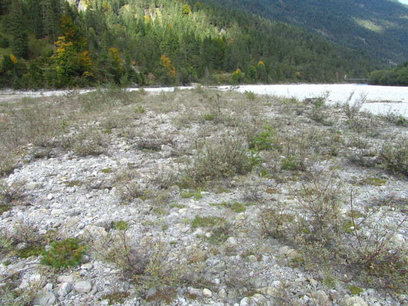 Alpine Flüsse mit Ufergehölzen von Salix elaeagnos