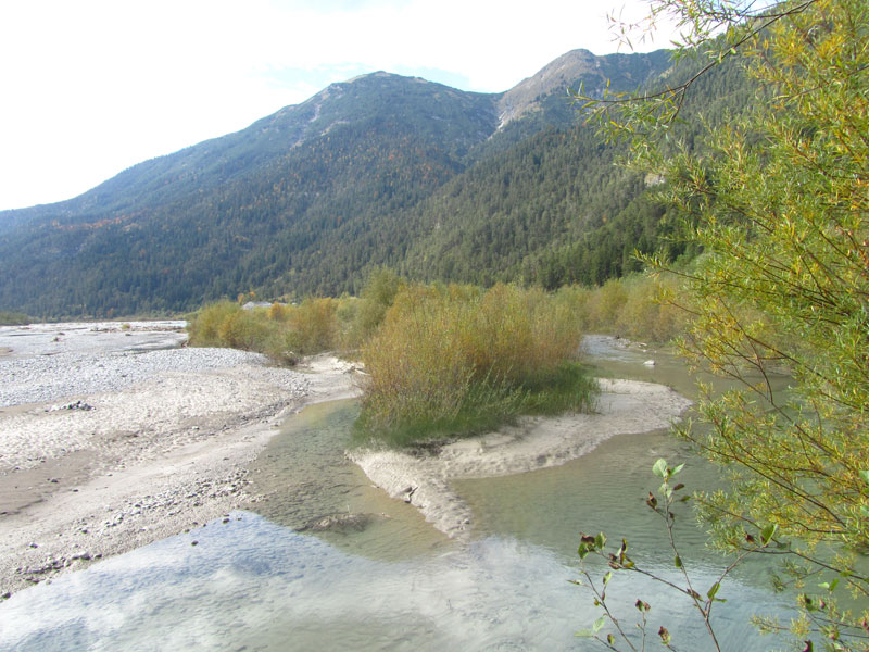Alpine Flüsse mit Ufergehölzen von Salix elaeagnos