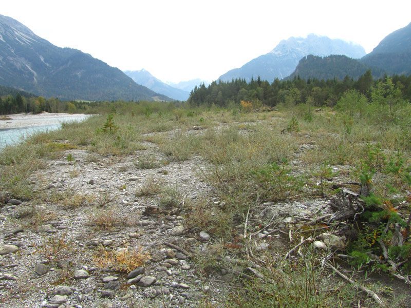 Alpine Flüsse mit Ufergehölzen von Salix elaeagnos