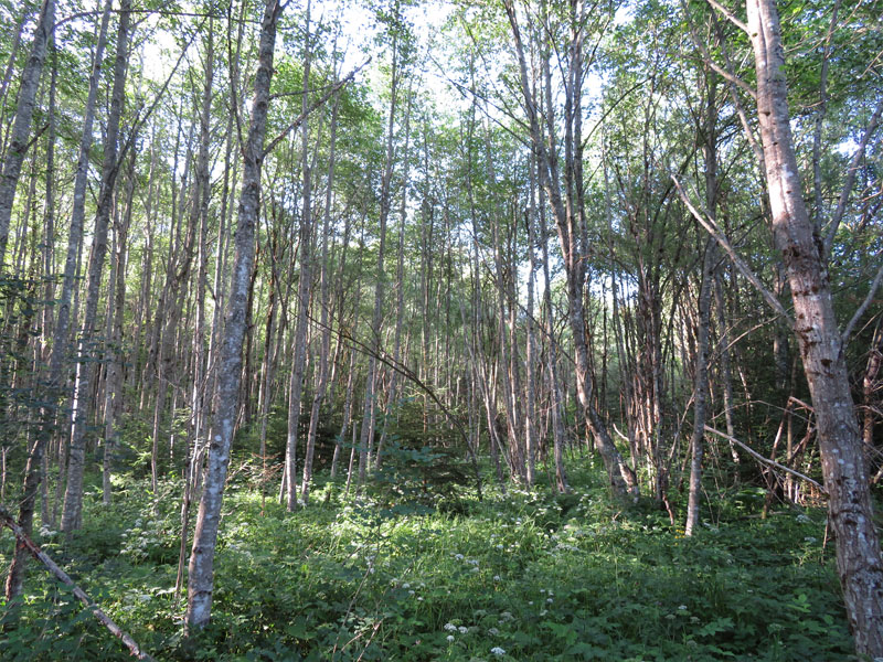 Auenwälder mit Alnus glutinosa und Fraxinus excelsior