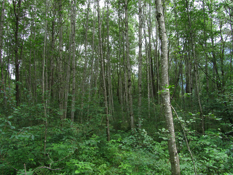 Auenwälder mit Alnus glutinosa und Fraxinus excelsior