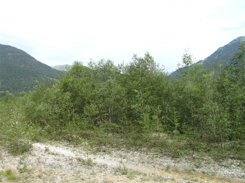Auenwälder mit Alnus glutinosa und Fraxinus excelsior