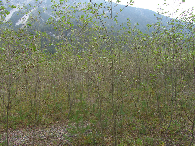Auenwälder mit Alnus glutinosa und Fraxinus excelsior